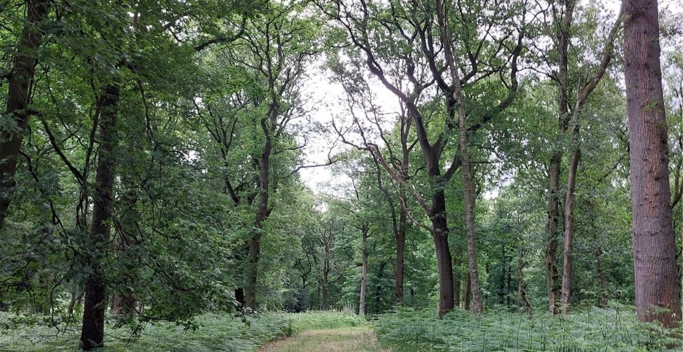 Land for sale in Fernbank Wood, Fernbank Wood, Redditch, Worcestershire