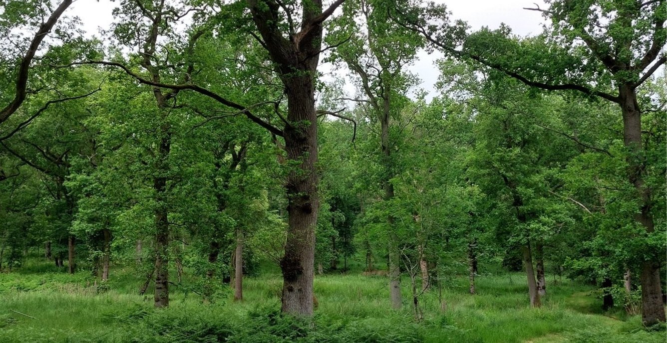 Land for sale in Fernbank Wood, Fernbank Wood, Redditch, Worcestershire