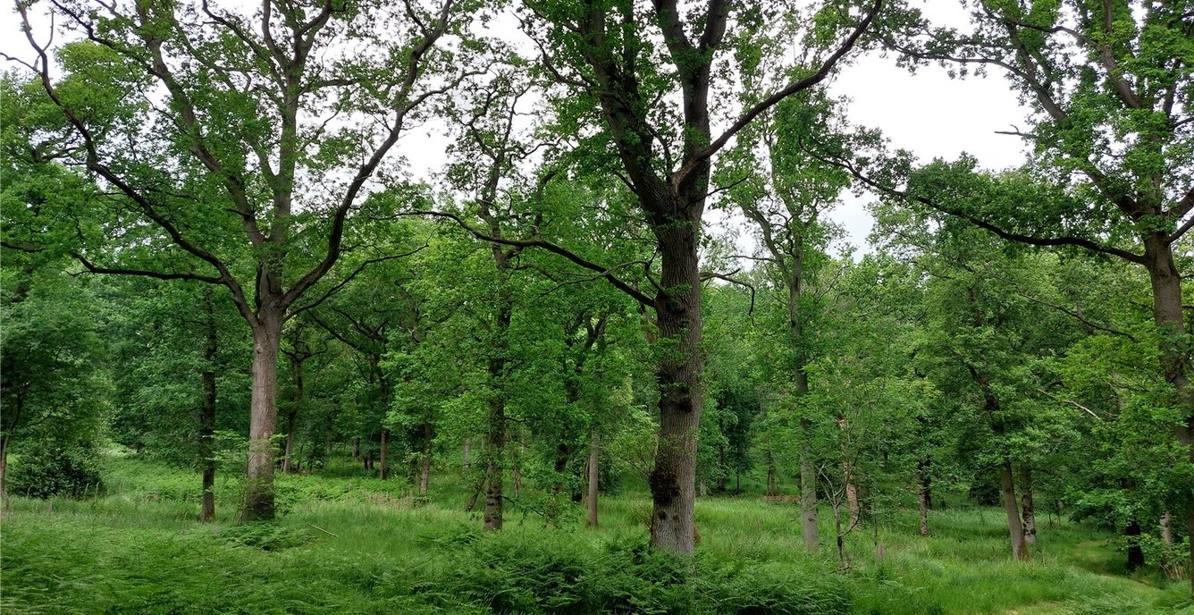 Land for sale in Fernbank Wood, Fernbank Wood, Redditch, Worcestershire