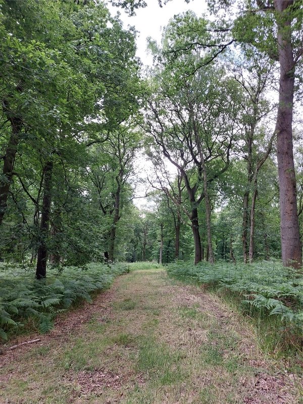 Land for sale in Fernbank Wood, Fernbank Wood, Redditch, Worcestershire